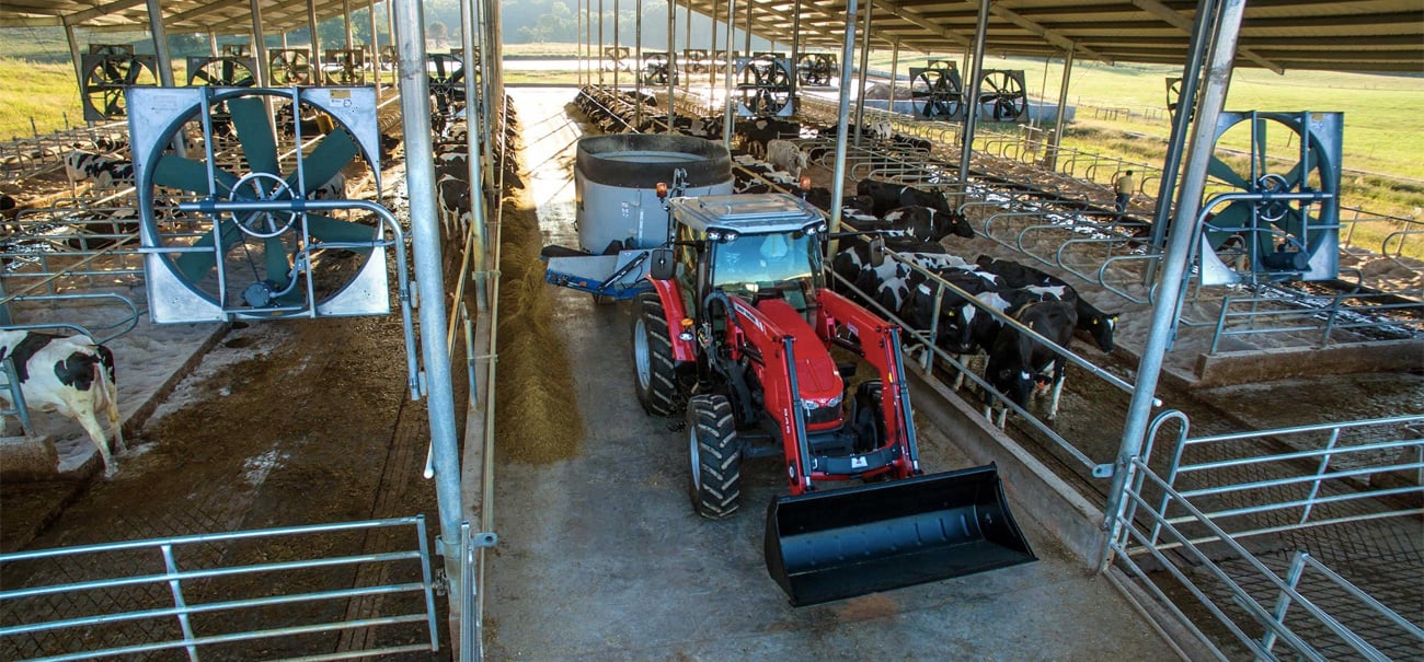 massey-5700sl-cows